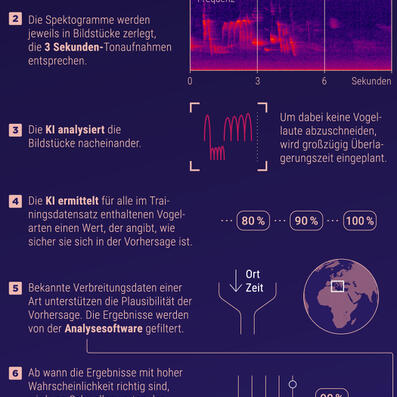 infografik impasto tom kretschmer dawn chorus vogelstimmenerkennung.jpg
