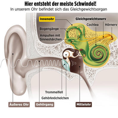 infografik impasto tom kretschmer ohr gleichgewicht final.jpg