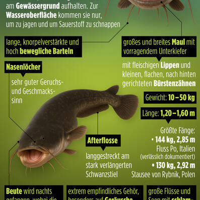 infografik impasto tom kretschmer wels 06tk.jpg